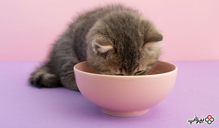 طرز تهیه 8 غذای خانگی برای گربه