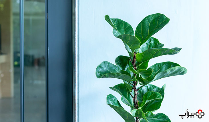 هر آنچه که باید درباره این 13 گیاه آپارتمانی برگ پهن بدانید 