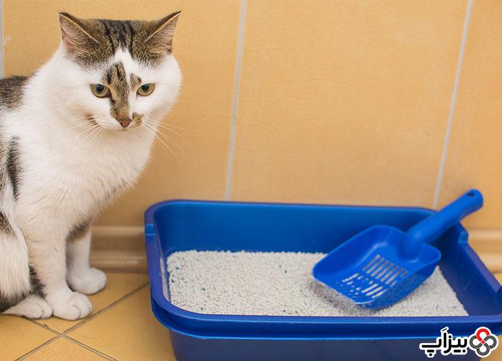 گربه و ظرف خاک گربه