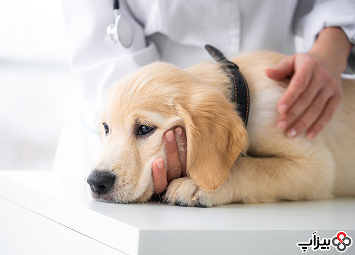 درمان کمبود زینک در سگ