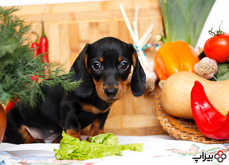 سبزیجات خام در مقابل سگ کوچک