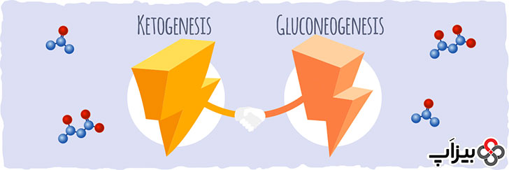 کتوژنز و گلوکونئوژنر