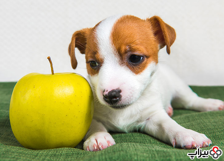سیب در کنار سگ