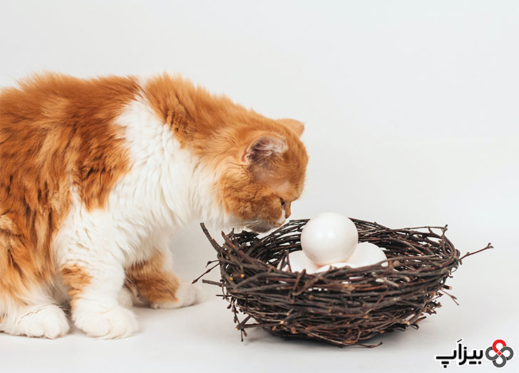 گربه در حال بو کردن تخم مرغ