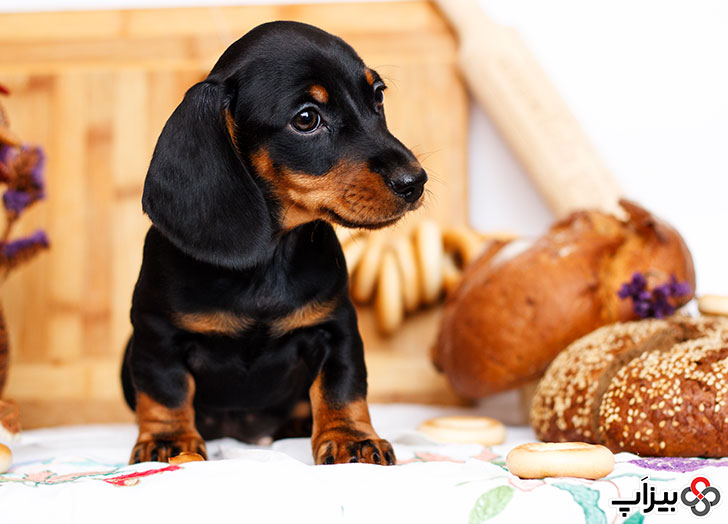 انواع نان در کنار سگ کوچک