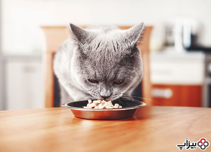 غذا خوردن گربه