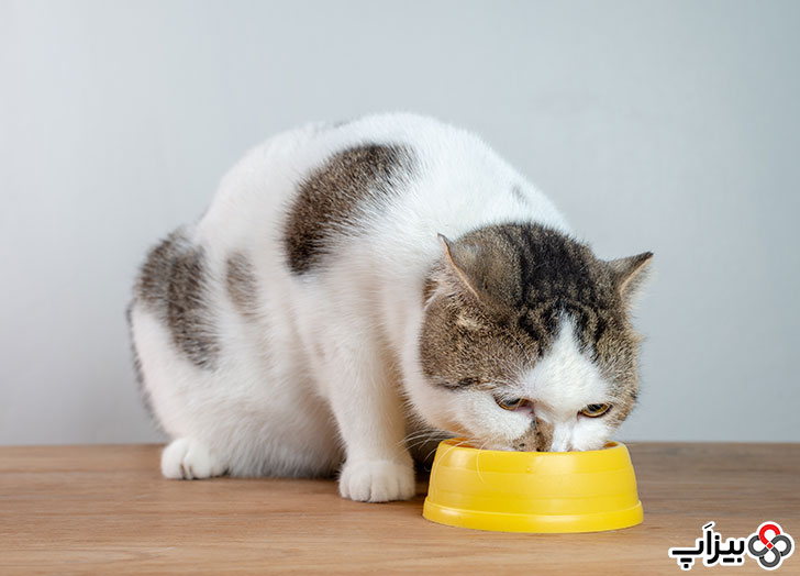 غذا خوردن گربه در ظرف زرد