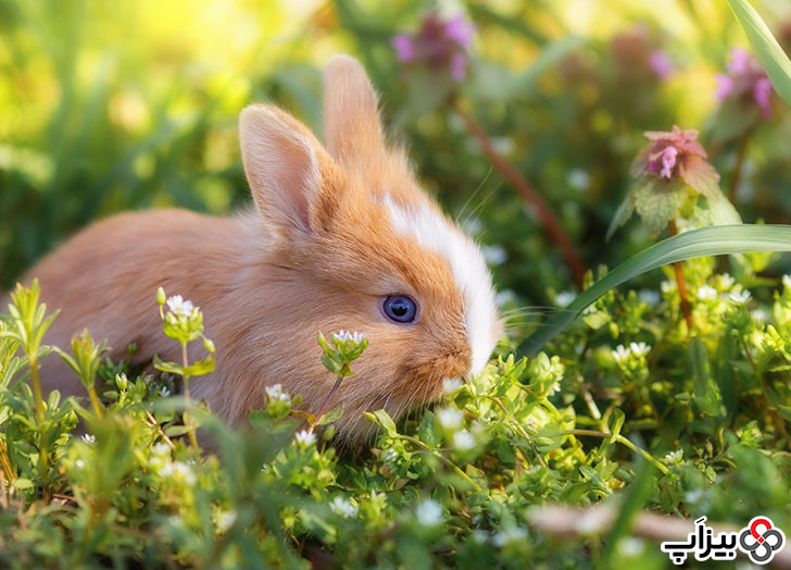 خرگوش خانگی در سبزه‌ها