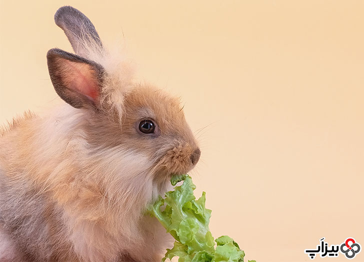 تغذیه خرگوش با کاهو