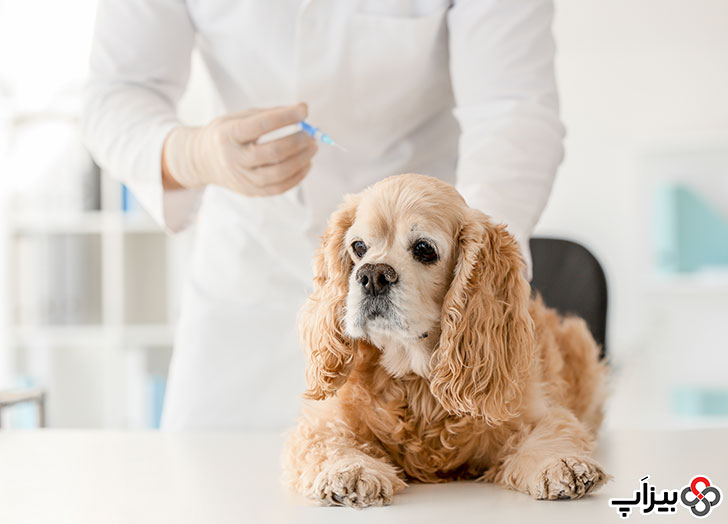 درمان فشار خون بالا در سگ