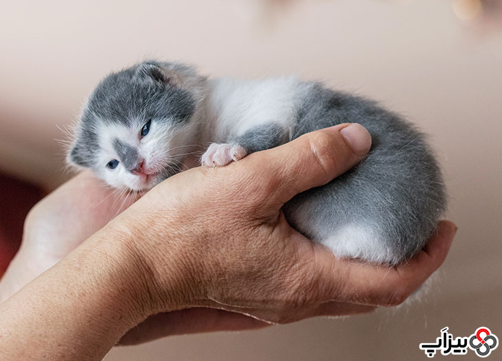 بچه گربه در دست انسان