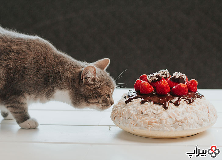گربه در حال بو کردن شیرینی