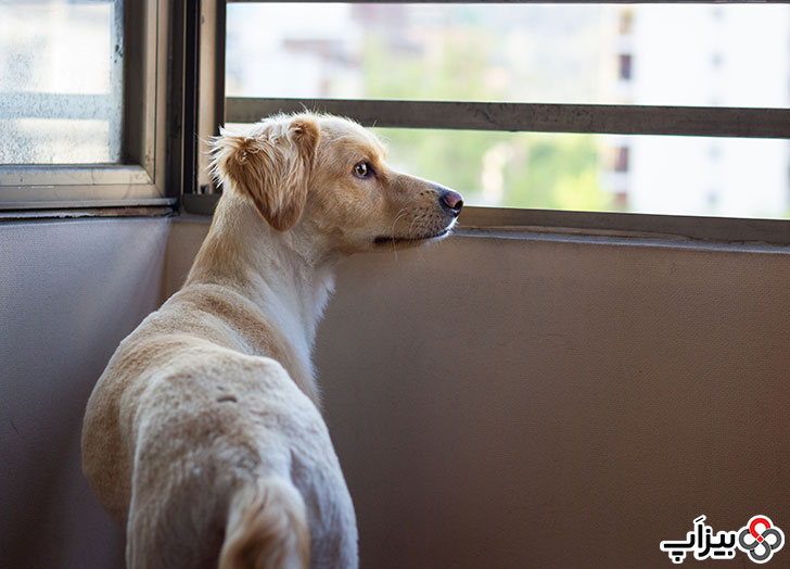 سگ تنها پشت پنجره