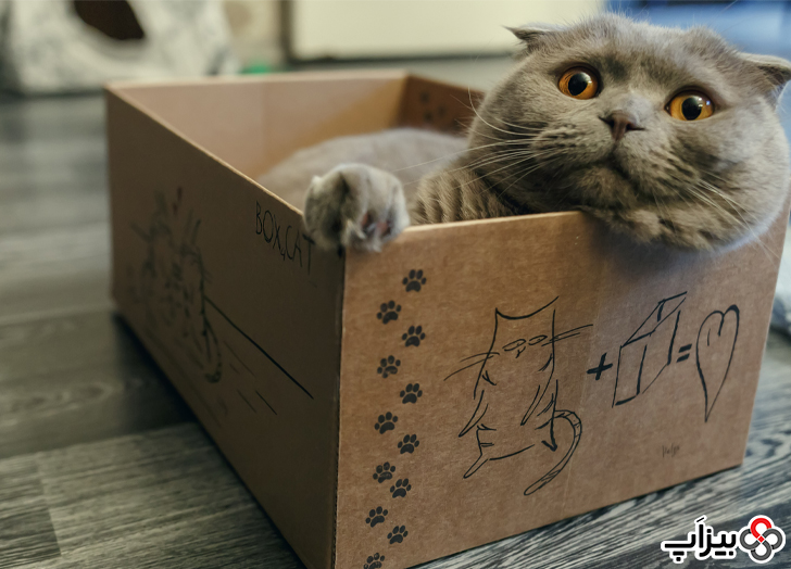 علاقه گربه به جعبه