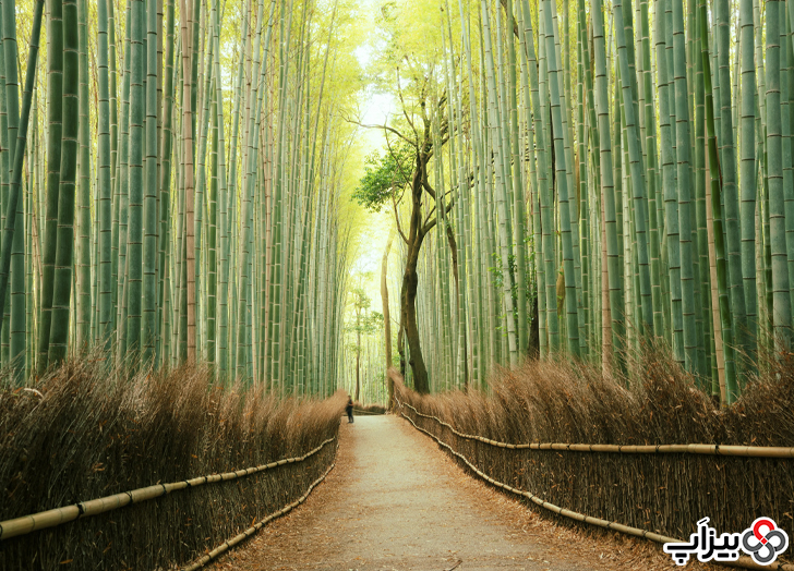 جنگل آراشیاما، ژاپن