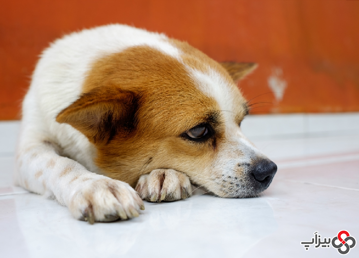 علائم افسردگی در حیوانات خانگی چیست؟